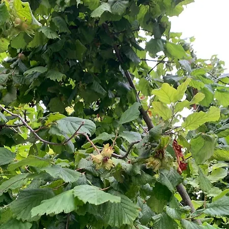 La Luce Delle Colline Couette-café 4*