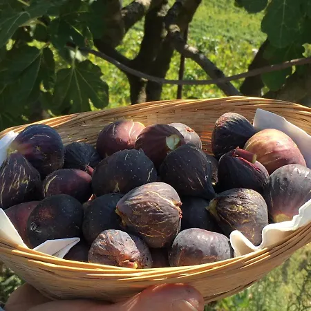 B&B La Luce Delle Colline 4*