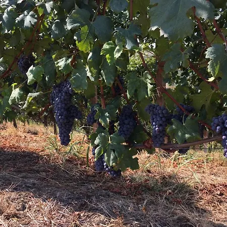 La Luce Delle Colline 4* Serravalle delle Langhe